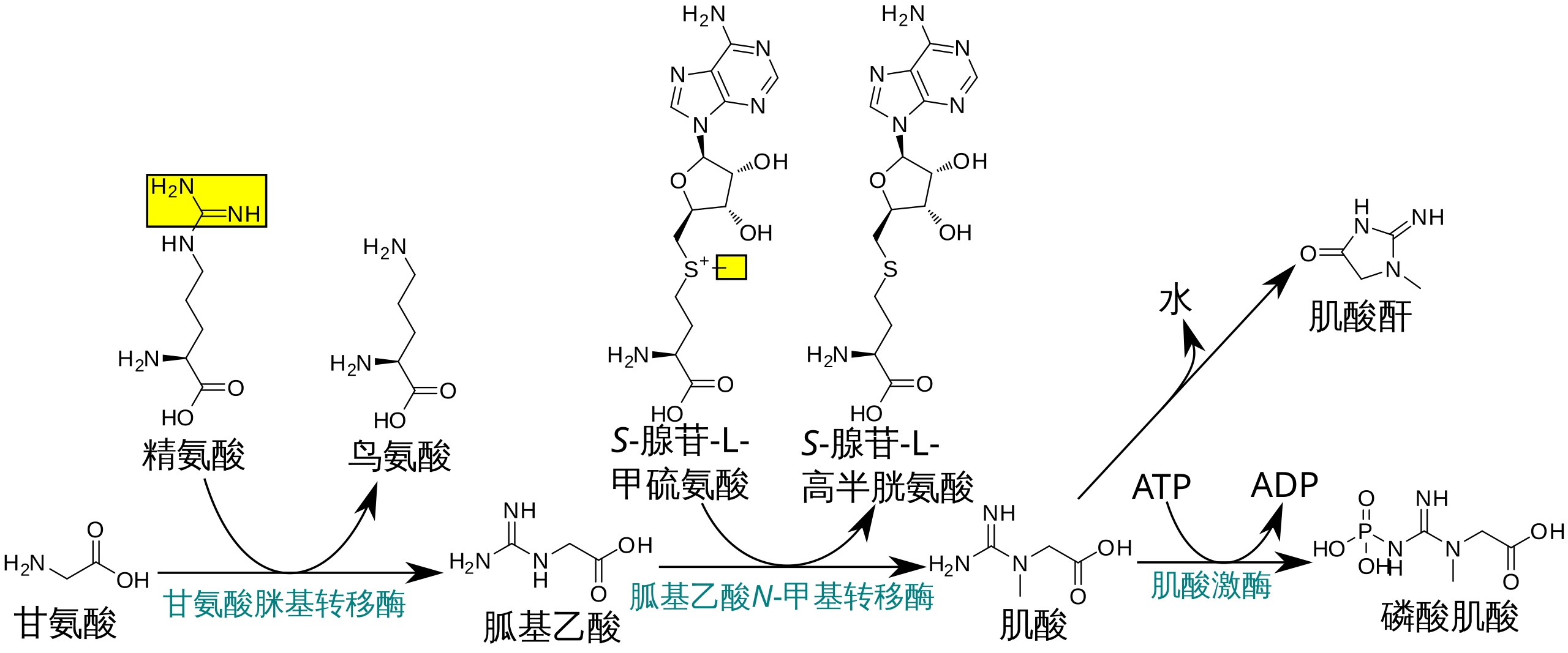 下一个百亿大单品，肌酸市场迎来高速爆发期