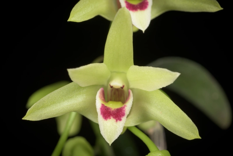 又一药食同源成分火了,「铁皮石斛」养生水的红利来了?