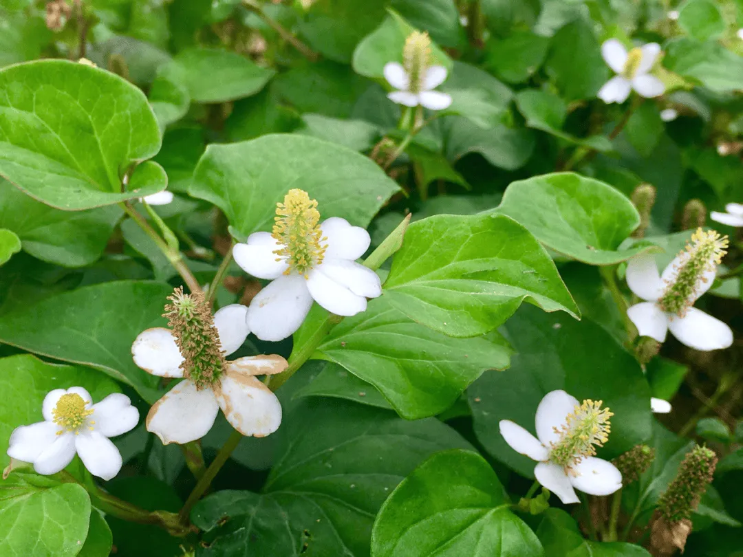 鱼腥草槲皮素:抗衰新宠,如何改写饮料行业?