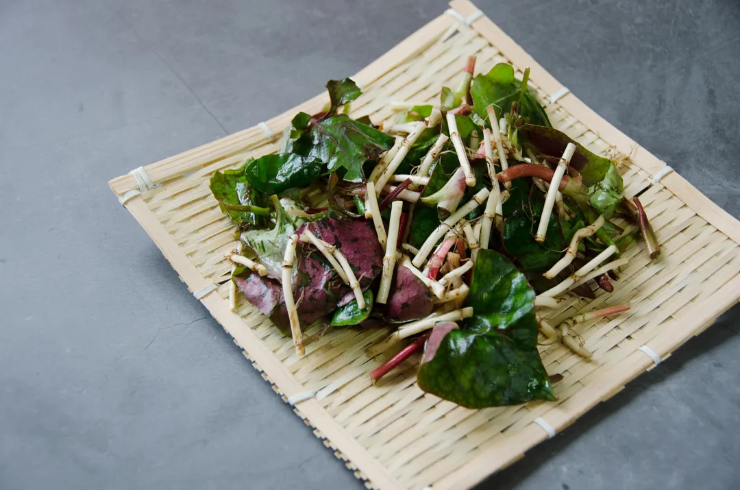 鱼腥草槲皮素:抗衰新宠,如何改写饮料行业?