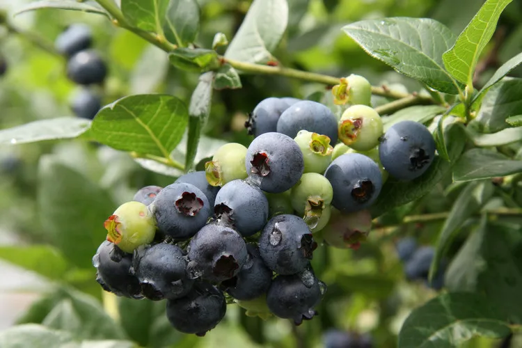 70%的消费者正在为“天然色素”买单?