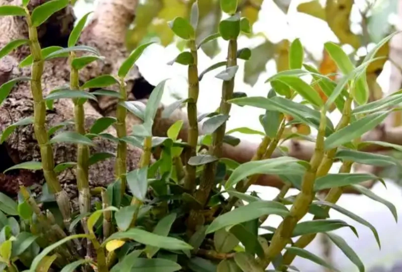 从“千年仙草”到杯中佳饮!铁皮石斛解锁养生饮品新赛道