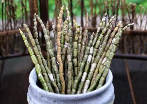 从“千年仙草”到杯中佳饮!铁皮石斛解锁养生饮品新赛道