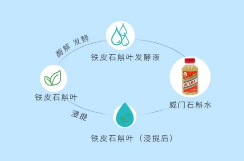 从“千年仙草”到杯中佳饮!铁皮石斛解锁养生饮品新赛道